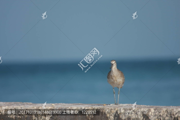鳥與海