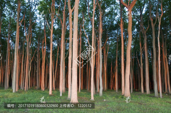 樹(shù)