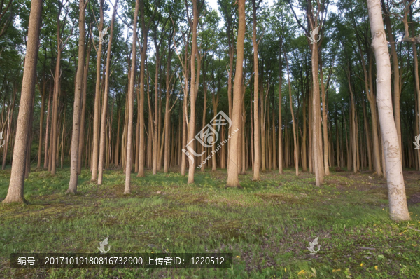 gespensterwald