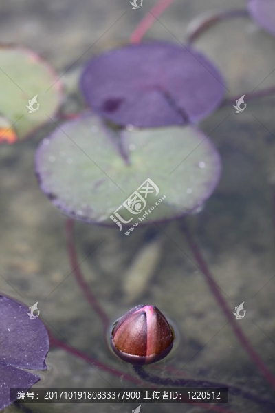 花卉
