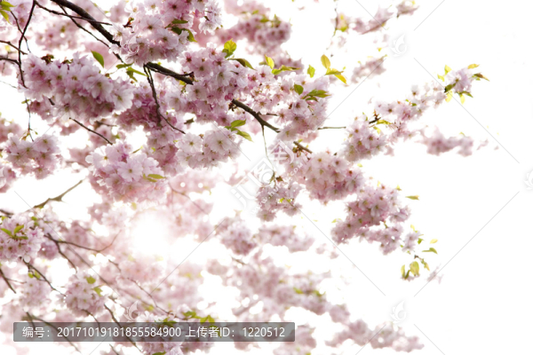 開花