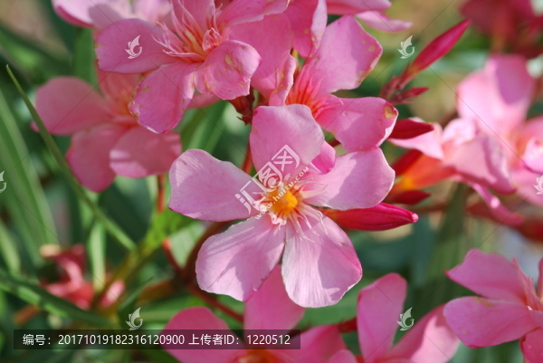 夾竹桃（夾竹桃）橙