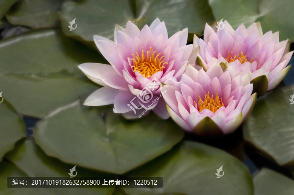 三百合