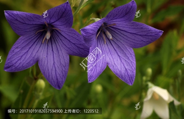 桔梗ballonblume