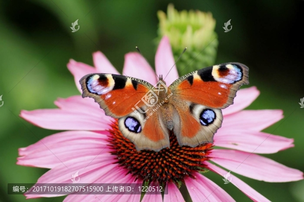 孔雀Inachis