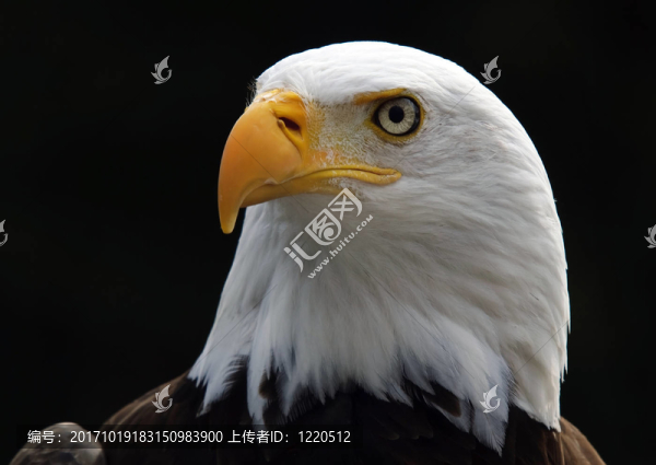 動物