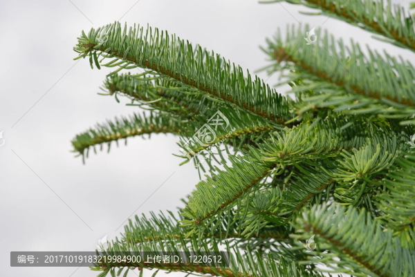 高貴冷杉（Abies,Procera）