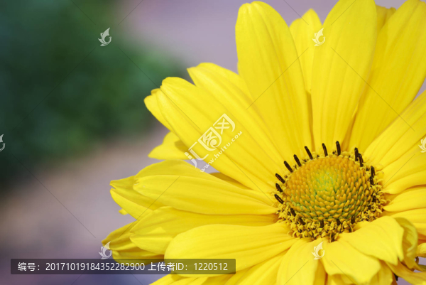 花卉