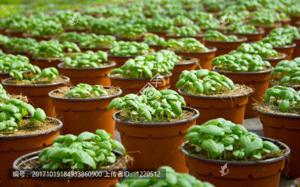 農(nóng)業(yè)