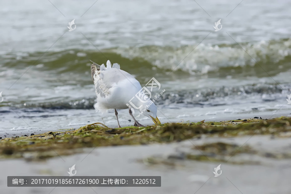 啄食