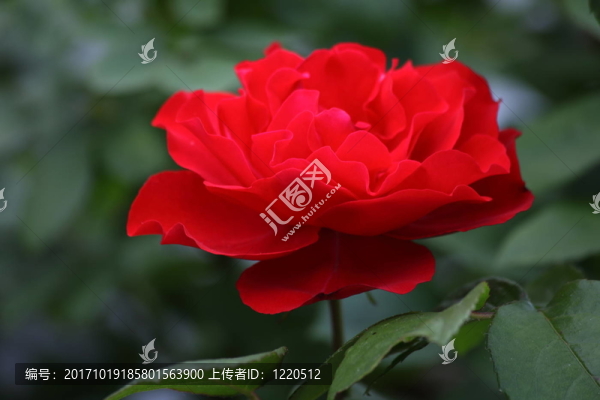 紅玫瑰
