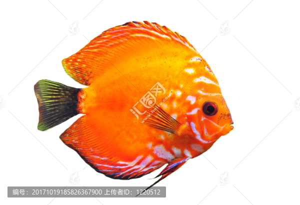 魚
