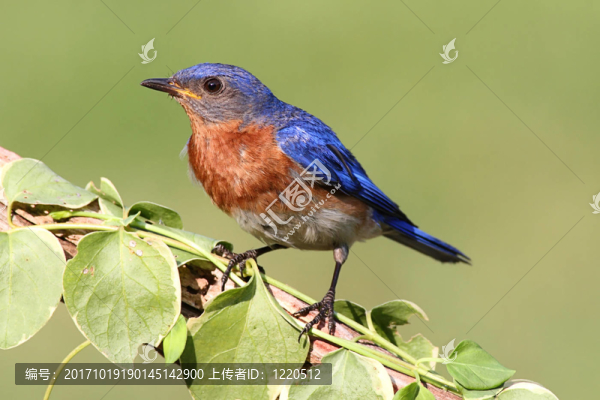 藍鳥
