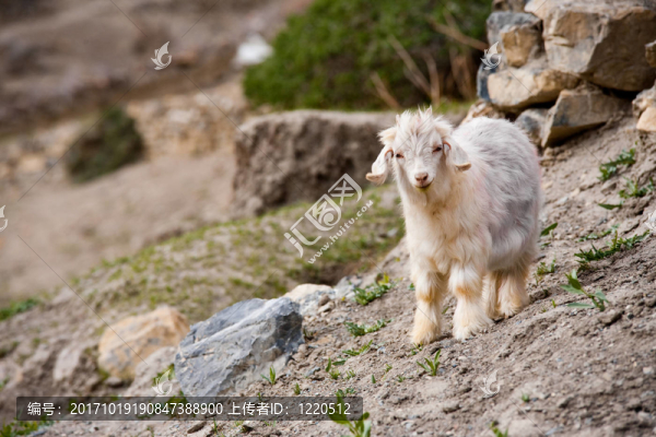 動物