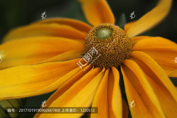 金光菊印度夏季