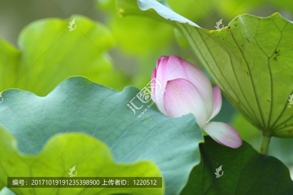 花卉