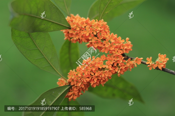丹桂桂花特寫(xiě)