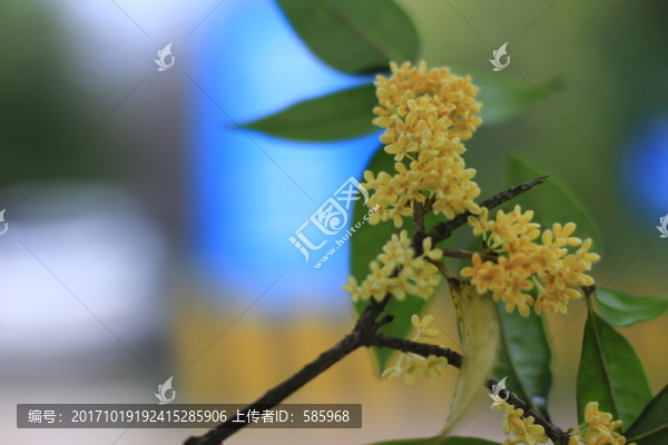 滿地桂花