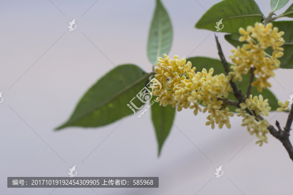 滿地桂花