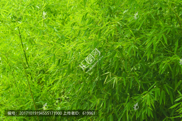 竹葉背景