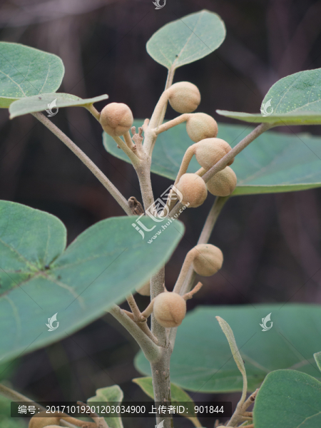 泡桐樹