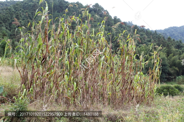 高山甜蔗