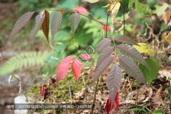 綠葉變紅葉過(guò)程