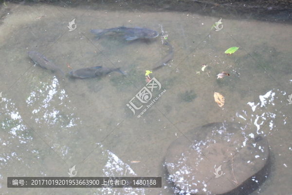 清澈見底的魚