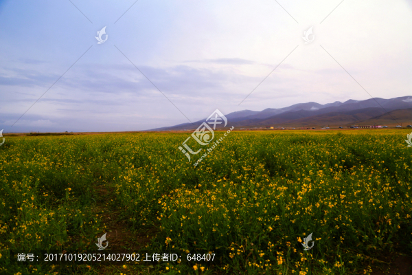 油菜花,花海,油菜花海,有才華
