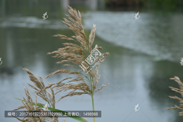 蘆葦
