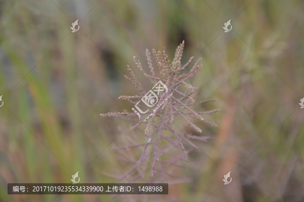 野子草