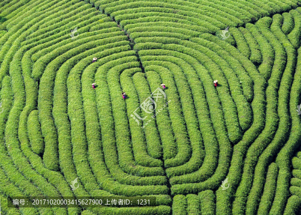 指紋紋路的茶山