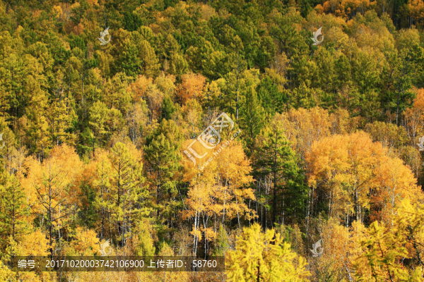 樹林秋色,叢林紅葉