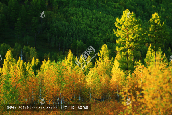 林海樹(shù)林秋色