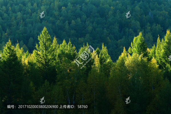 林海樹林秋色