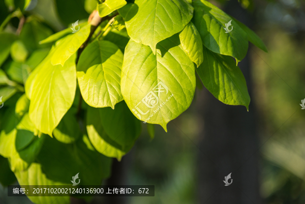 綠葉