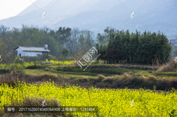 多彩田園