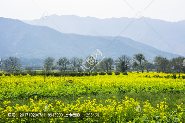 多彩田園