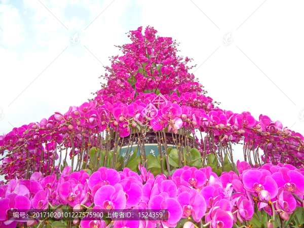 蘭花