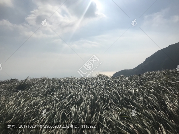 草坪