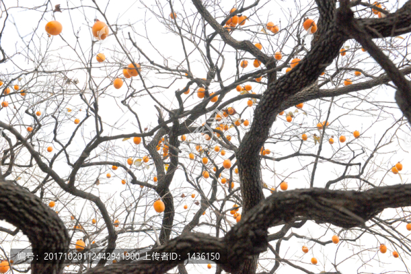 樹枝,柿子樹
