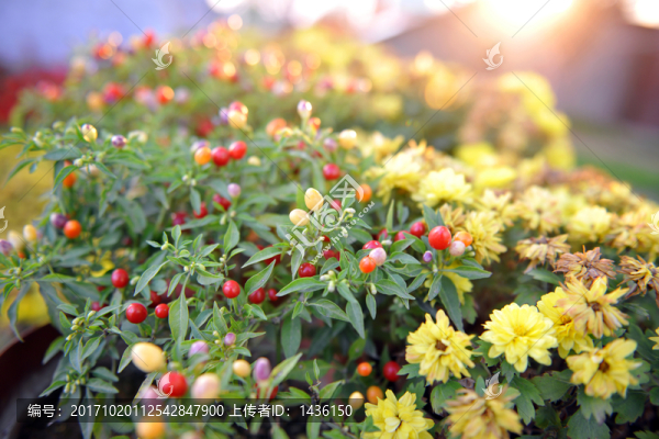 植物花草