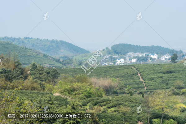 黃龍峴茶林