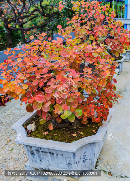 盤栽黃櫨,紅葉