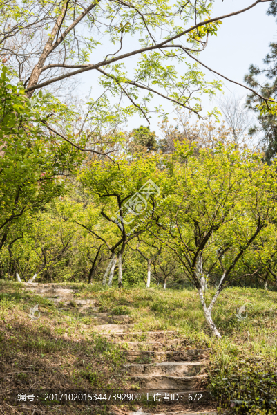 九華山公園山景