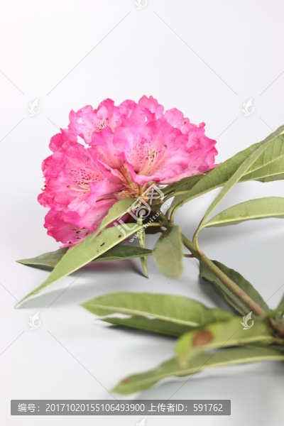 杜鵑花