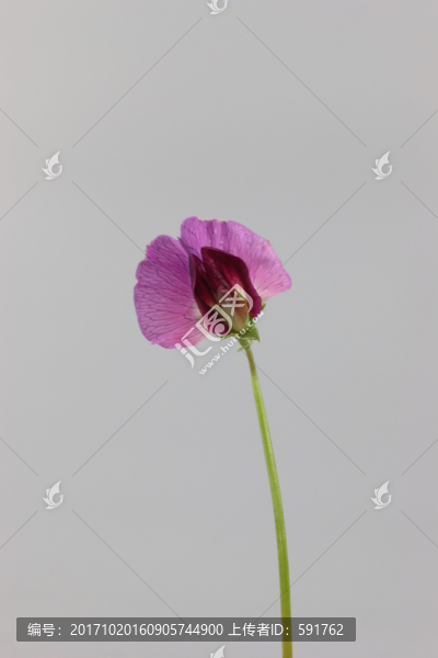 豌豆花