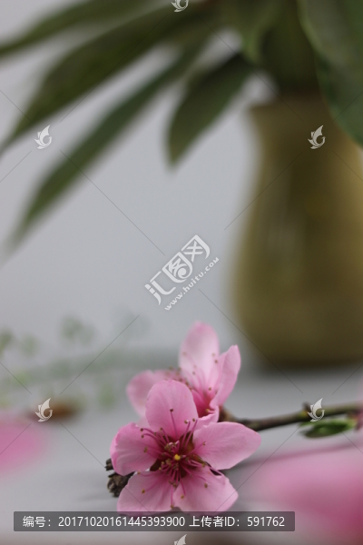 桃花