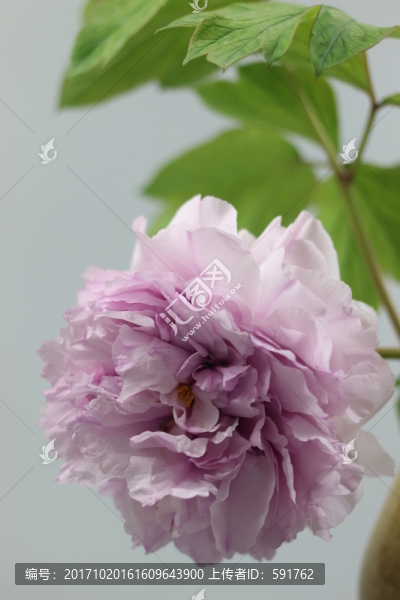 牡丹花