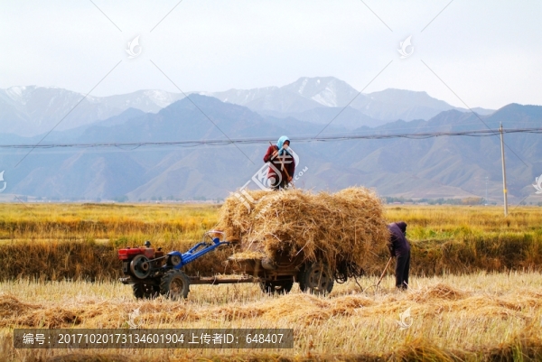收麥,麥?zhǔn)?收貨,收割,裝車
